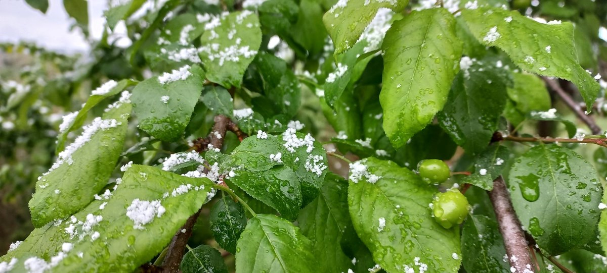 Düzce'de Nisan karı: Eriğin üzerine kar yağdı
