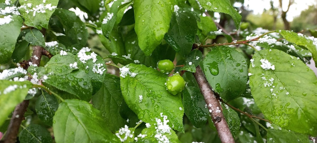 Düzce'de Nisan karı: Eriğin üzerine kar yağdı - görsel 4