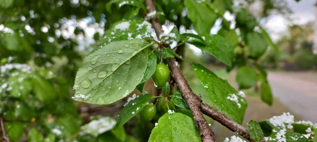 Düzce'de Nisan karı: Eriğin üzerine kar yağdı - görsel 5