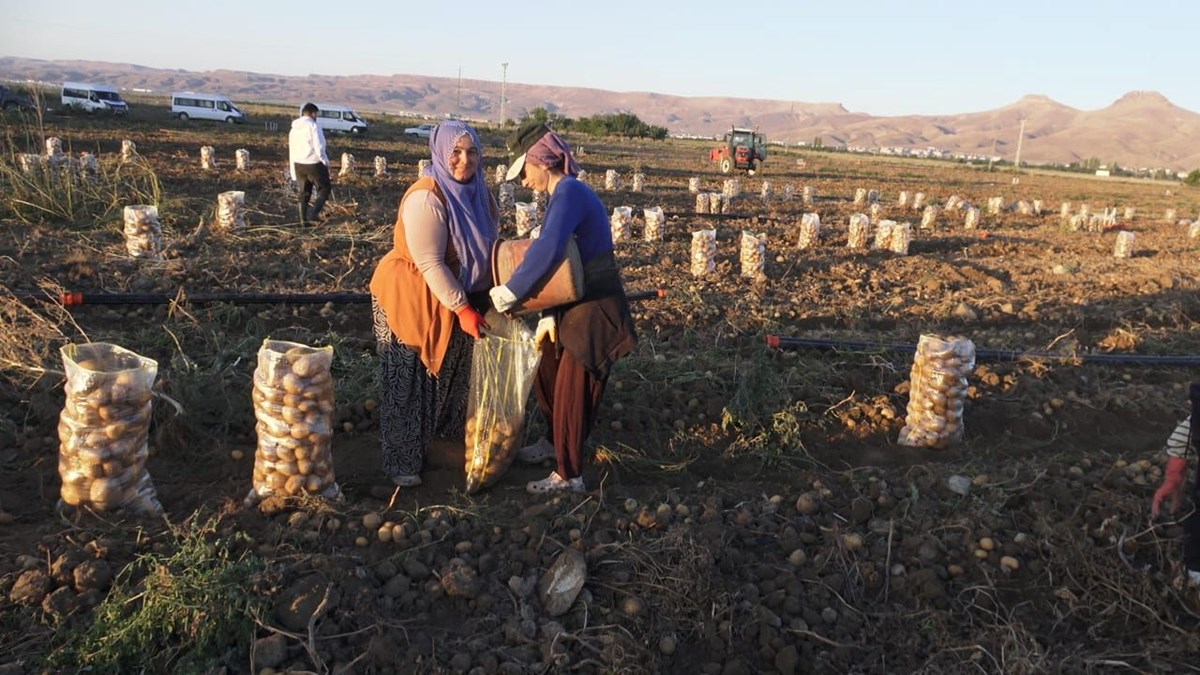 Kayseri'den yurt dışına gidiyor: Hasat sabahın erken saatlerinde başladı - görsel 2