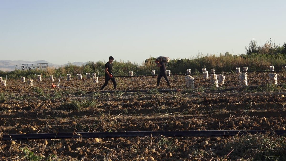 Kayseri'den yurt dışına gidiyor: Hasat sabahın erken saatlerinde başladı - görsel 3