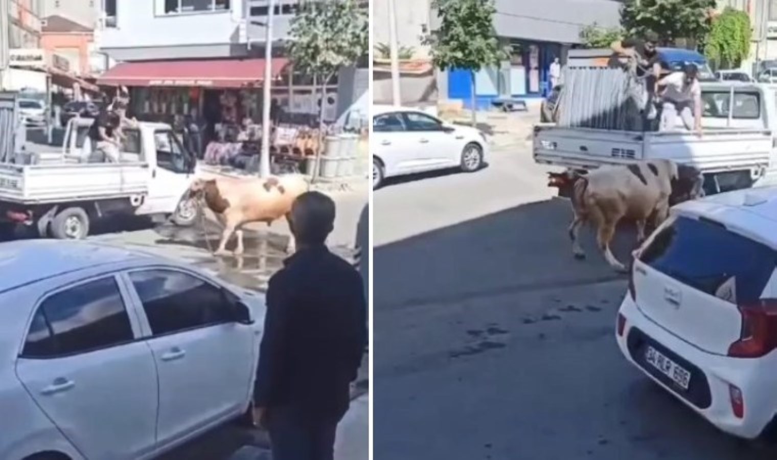 O anlar kameralara yansıdı... Kaçan kurbanlık boğa paniğe neden oldu - Son Dakika Türkiye Haberleri