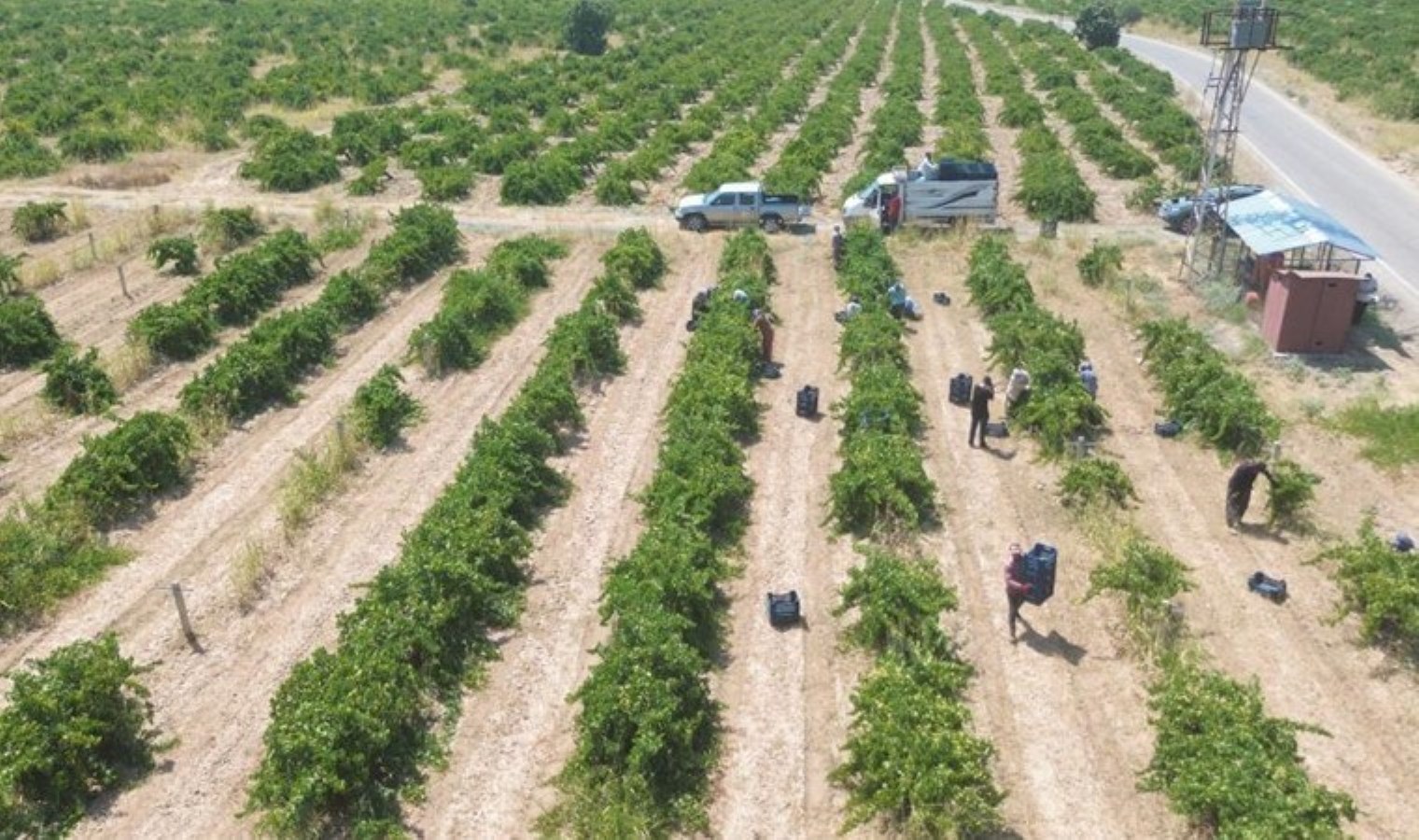 Amik Ovası'nda yetişiyor: Tarladaki fiyatının 1/3'üne satılıyor... - Son Dakika Hayat Haberleri