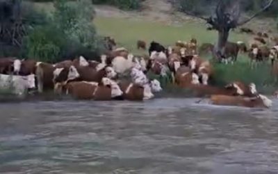 Kelkit Çayı’nda Nefes Kesen Geçiş: Sürü Halinde Yüzerek Karşıya Geçiş