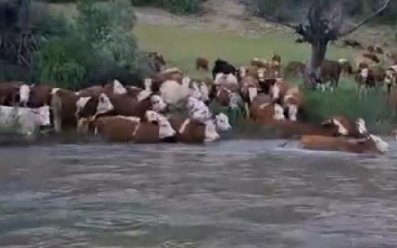 Kelkit Çayı’nda Nefes Kesen Geçiş: Sürü Halinde Yüzerek Karşıya Geçiş